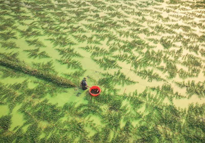 Sick in the Fields: The Cancer Crisis Hiding Inside America's Crawfish Industry