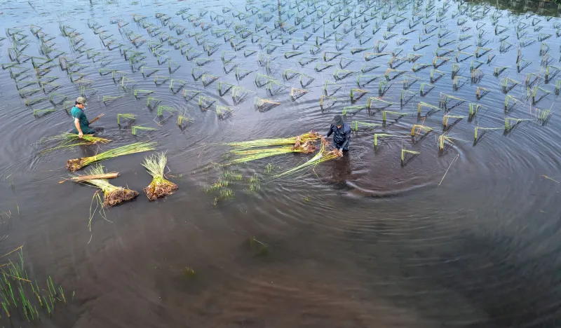 Poisoned Waters, Quiet Crisis: The Cancer Toll on Louisiana's Crawfish Country