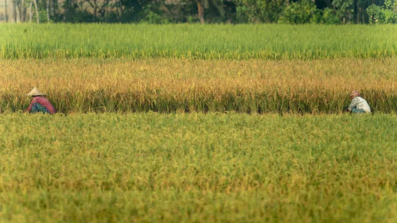 Mud, Chemicals, and Silence: The Hidden Health Toll on the People Who Harvest Your Crawfish